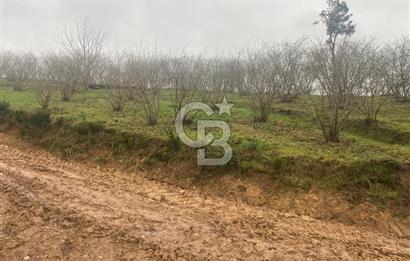 HENDEK ÇOBANYATAK KÖYÜNDE 3.336M2 SATILIK FINDIK BAHÇESİ