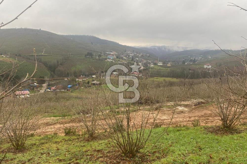 HENDEK ÇOBANYATAK KÖYÜNDE 3.336M2 SATILIK FINDIK BAHÇESİ