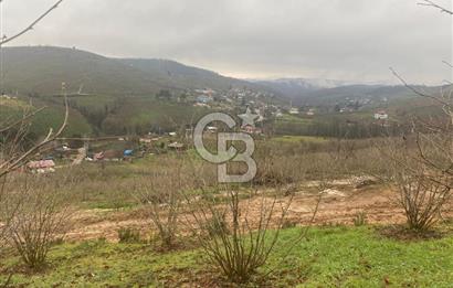 HENDEK ÇOBANYATAK KÖYÜNDE 3.336M2 SATILIK FINDIK BAHÇESİ