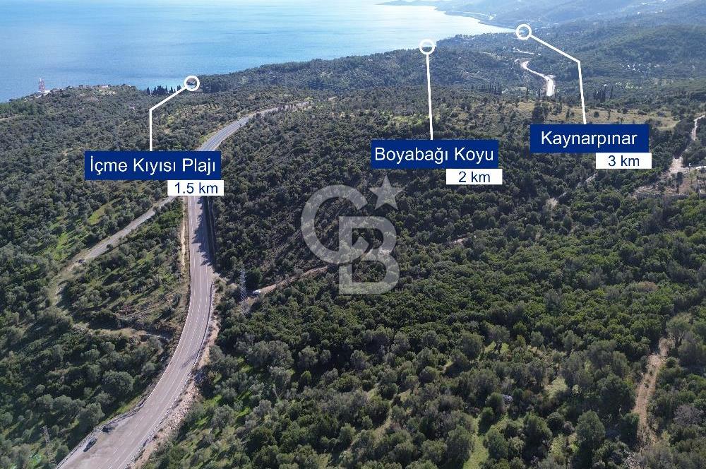 Karaburun Anbarseki 3168 m² Deniz Manzaralı Zeytin Ağaçlı Tarla