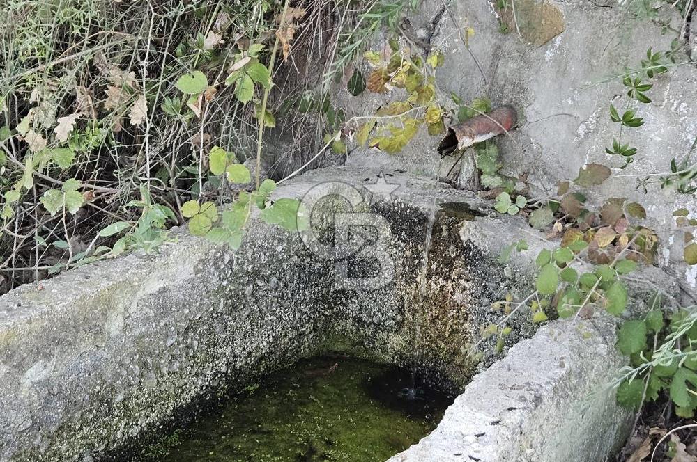 YALOVA ÇİFTLİKKÖY DENİZÇALI KÖYÜNDE SATILIK 6.208M2 