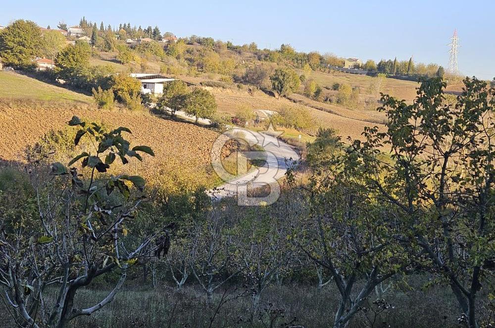 YALOVA ÇİFTLİKKÖY DENİZÇALI KÖYÜNDE SATILIK 6.208M2 