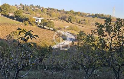 YALOVA ÇİFTLİKKÖY DENİZÇALI KÖYÜNDE SATILIK 6.208M2 