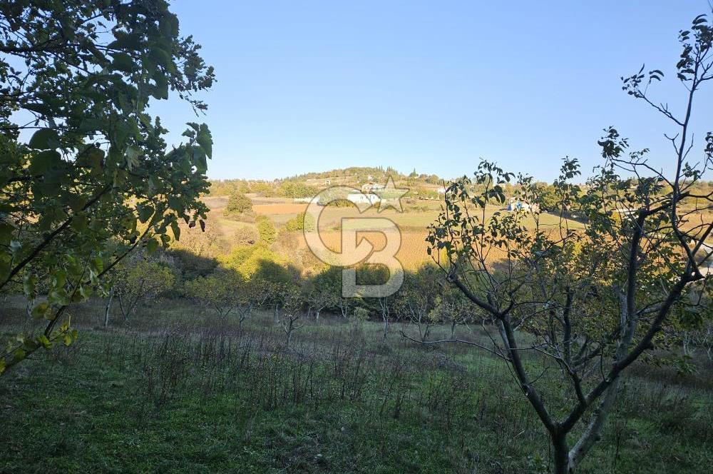 YALOVA ÇİFTLİKKÖY DENİZÇALI KÖYÜNDE SATILIK 6.208M2 