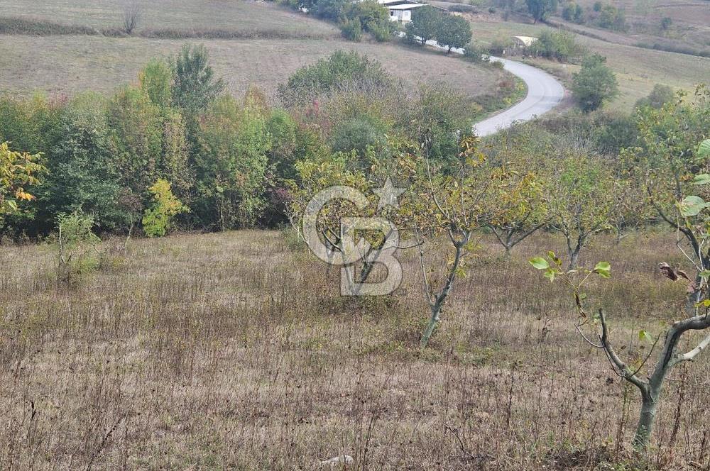 YALOVA ÇİFTLİKKÖY DENİZÇALI KÖYÜNDE SATILIK 6.208M2 
