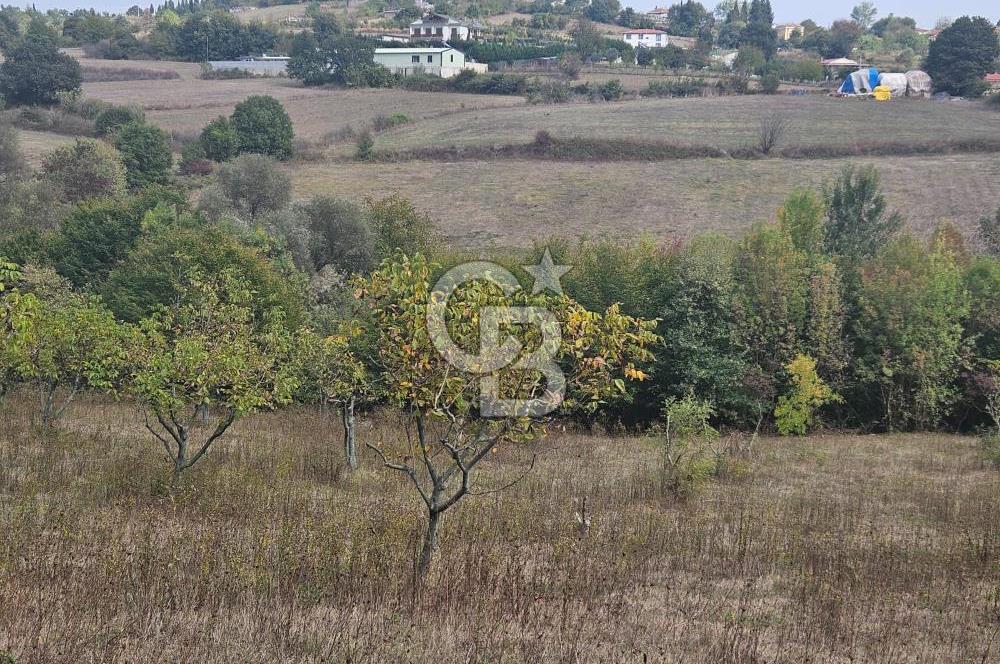 YALOVA ÇİFTLİKKÖY DENİZÇALI KÖYÜNDE SATILIK 6.208M2 