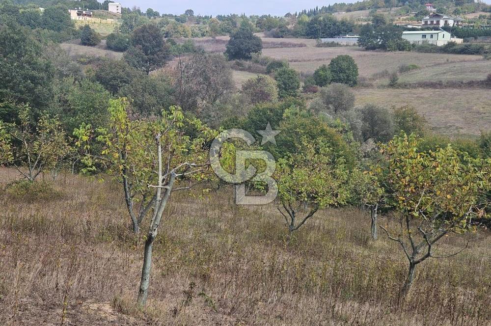 YALOVA ÇİFTLİKKÖY DENİZÇALI KÖYÜNDE SATILIK 6.208M2 
