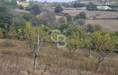 YALOVA ÇİFTLİKKÖY DENİZÇALI KÖYÜNDE SATILIK 6.208M2 
