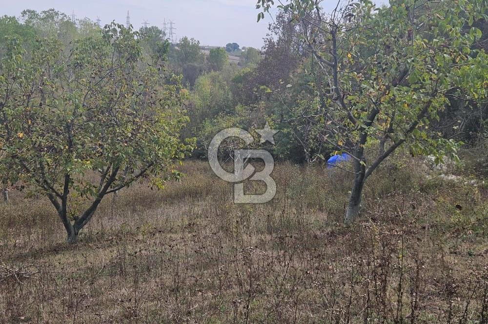 YALOVA ÇİFTLİKKÖY DENİZÇALI KÖYÜNDE SATILIK 6.208M2 