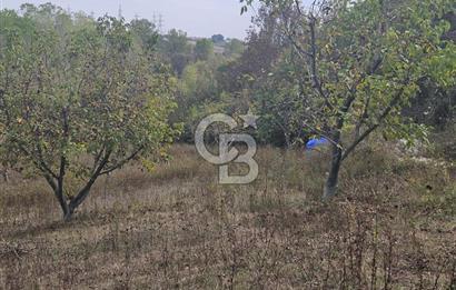 YALOVA ÇİFTLİKKÖY DENİZÇALI KÖYÜNDE SATILIK 6.208M2 
