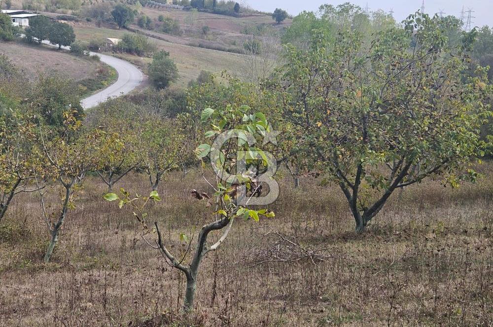 YALOVA ÇİFTLİKKÖY DENİZÇALI KÖYÜNDE SATILIK 6.208M2 