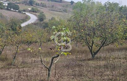 YALOVA ÇİFTLİKKÖY DENİZÇALI KÖYÜNDE SATILIK 6.208M2 