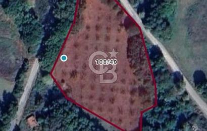 YALOVA ÇİFTLİKKÖY DENİZÇALI KÖYÜNDE SATILIK 6.208M2 
