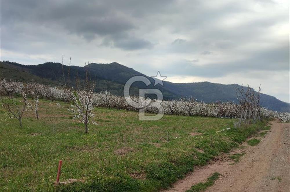 KEMALPAŞA KAMBERLER'DE SATILIK KİRAZ BAHÇESİ