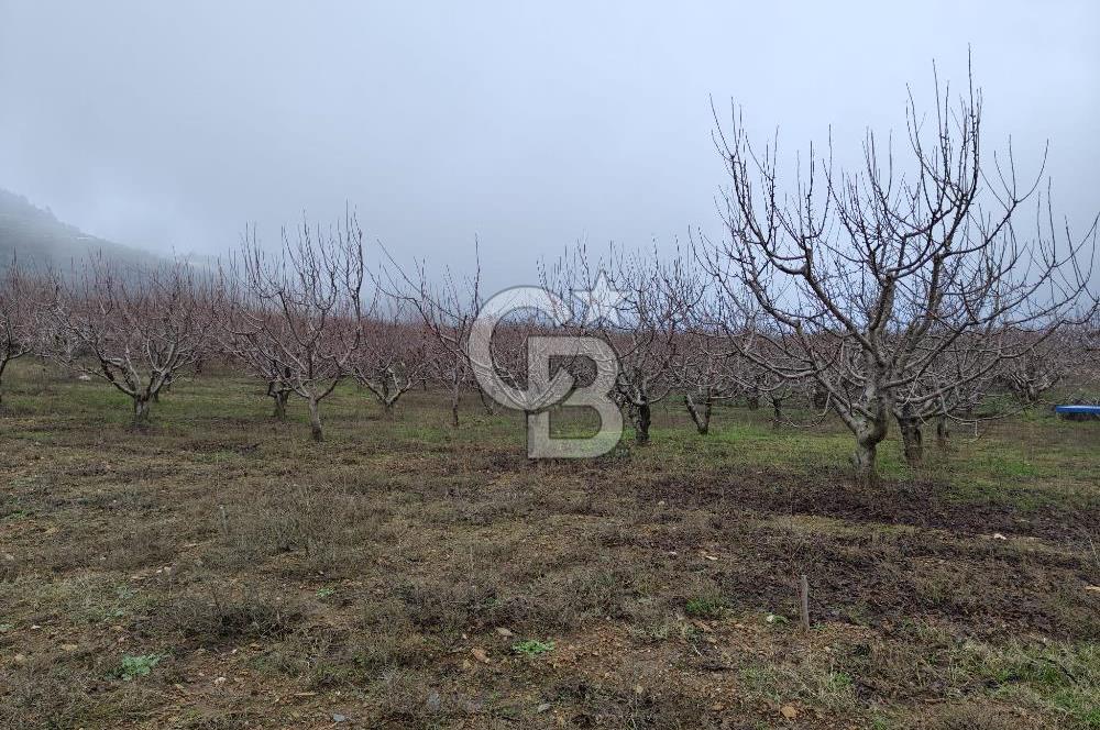 KEMALPAŞA KAMBERLER'DE SATILIK KİRAZ BAHÇESİ