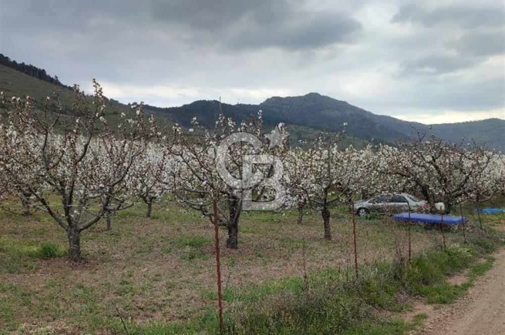 KEMALPAŞA KAMBERLER'DE SATILIK KİRAZ BAHÇESİ