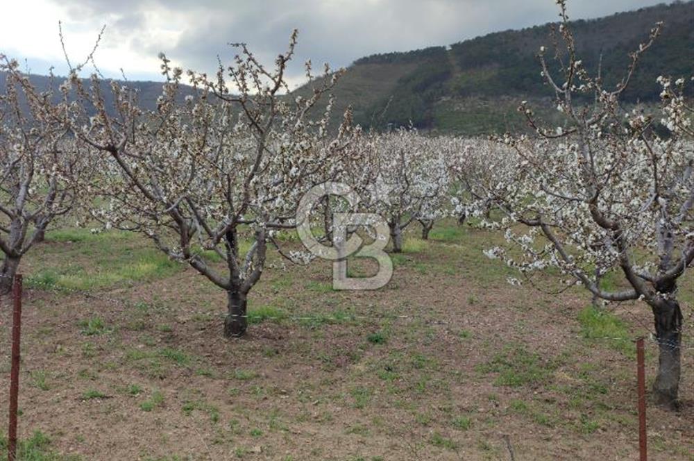 KEMALPAŞA KAMBERLER'DE SATILIK KİRAZ BAHÇESİ