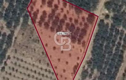 KEMALPAŞA KAMBERLER'DE SATILIK KİRAZ BAHÇESİ