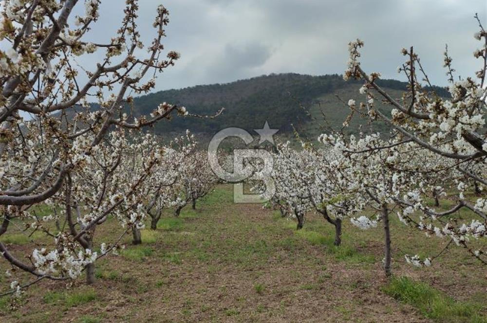 KEMALPAŞA KAMBERLER'DE SATILIK KİRAZ BAHÇESİ