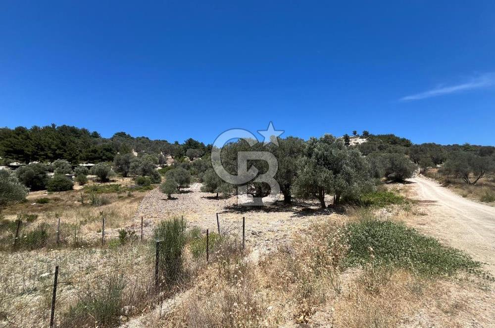 İZMİR,KARABURUN,EĞLENHOCA MAH. 2530M2 ZEYTİN AĞAÇLI TARLA