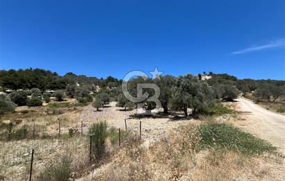 İZMİR,KARABURUN,EĞLENHOCA MAH. 2530M2 ZEYTİN AĞAÇLI TARLA