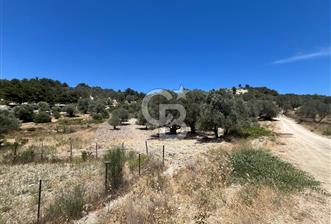 İZMİR,KARABURUN,EĞLENHOCA MAH. 2530M2 ZEYTİN AĞAÇLI TARLA