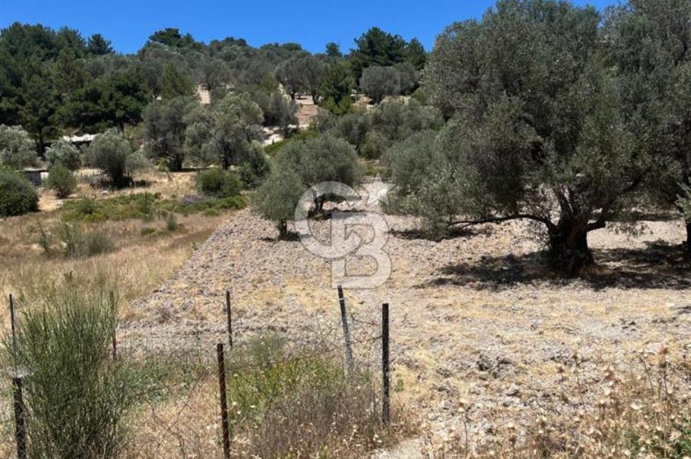 İZMİR,KARABURUN,EĞLENHOCA MAH. 2530M2 ZEYTİN AĞAÇLI TARLA