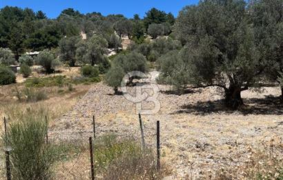 İZMİR,KARABURUN,EĞLENHOCA MAH. 2530M2 ZEYTİN AĞAÇLI TARLA