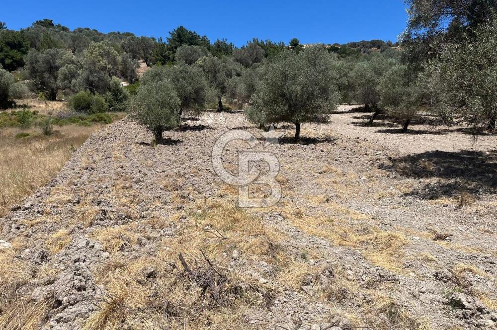 İZMİR,KARABURUN,EĞLENHOCA MAH. 2530M2 ZEYTİN AĞAÇLI TARLA