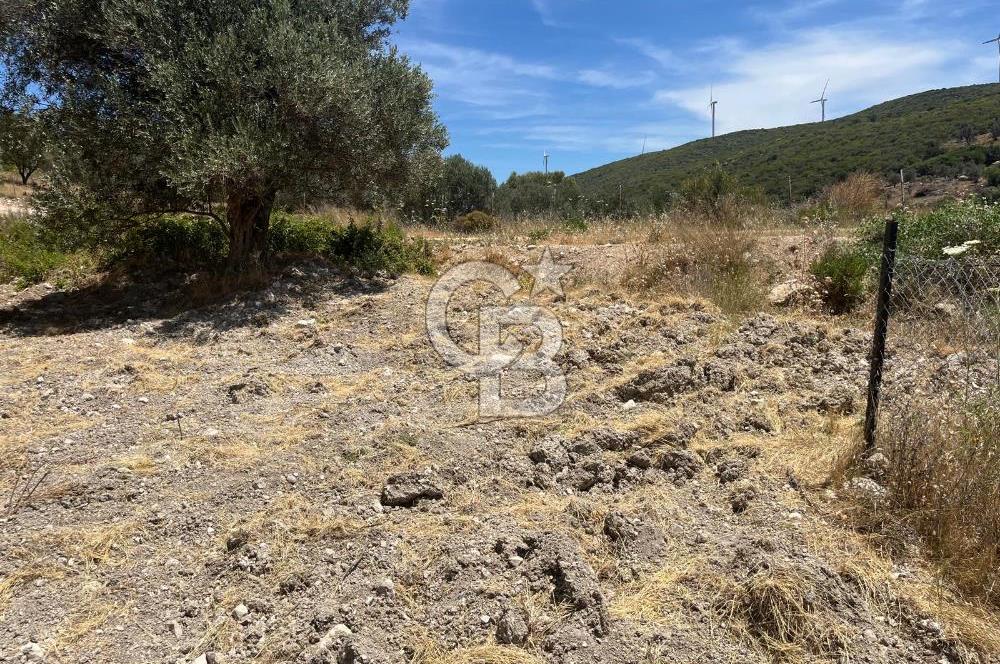 İZMİR,KARABURUN,EĞLENHOCA MAH. 2530M2 ZEYTİN AĞAÇLI TARLA