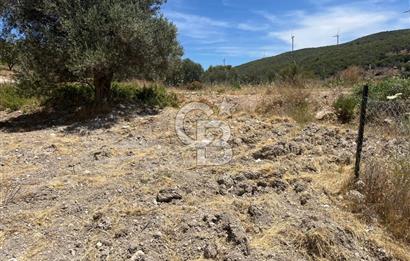 İZMİR,KARABURUN,EĞLENHOCA MAH. 2530M2 ZEYTİN AĞAÇLI TARLA
