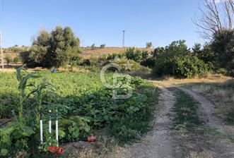 UŞAK MUHARREMŞAH MAHALLESİNDE SATILIK VERİMLİ 4697m2 TARLA - 9 - 300368