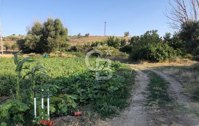 UŞAK MUHARREMŞAH MAHALLESİNDE SATILIK VERİMLİ 4697m2 TARLA