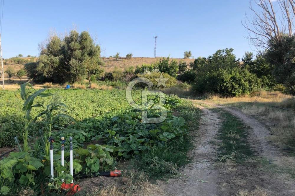 UŞAK MUHARREMŞAH MAHALLESİNDE SATILIK VERİMLİ 4697m2 TARLA