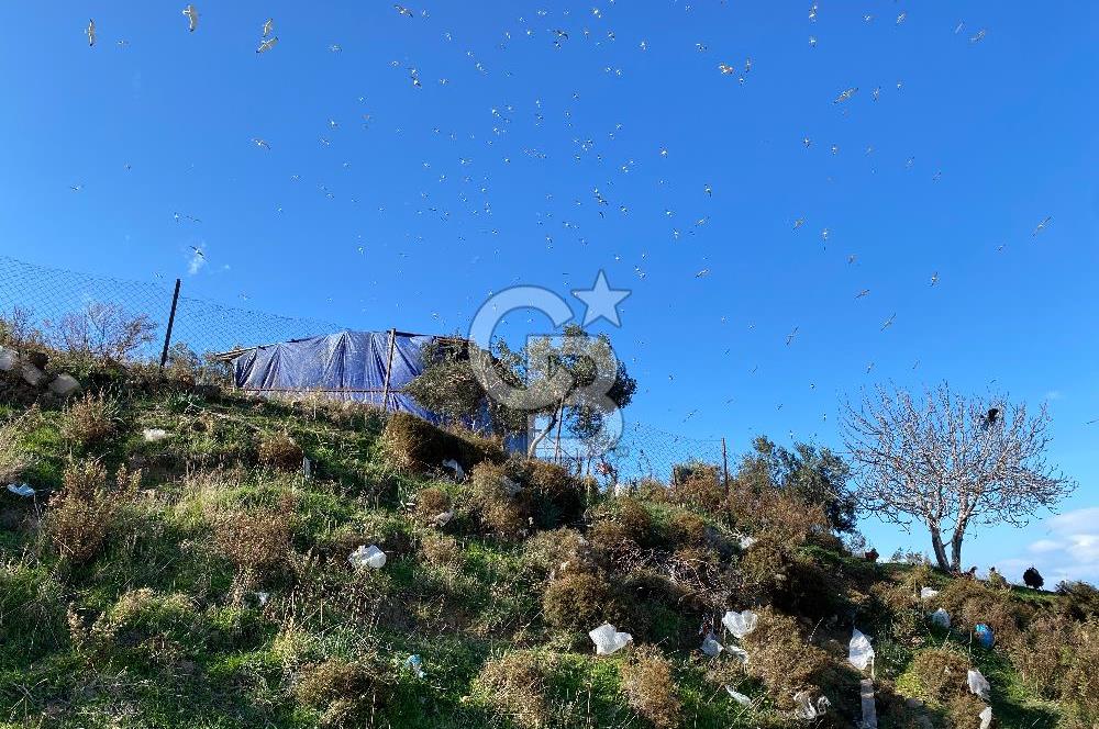 ÇİĞLİ HARMANDALIDA SATILIK TARLA