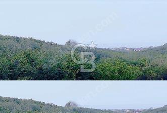 CB AKADEMİ KOCAALİ ALANDERE'DE 8702 M2 SATILIK FINDIK BAHÇESİ