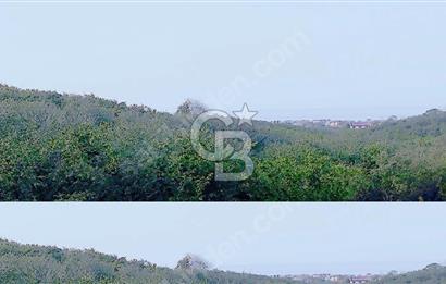 CB AKADEMİ KOCAALİ ALANDERE'DE 8702 M2 SATILIK FINDIK BAHÇESİ