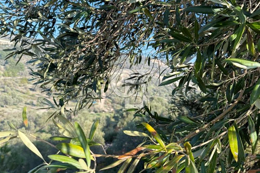 Karaburun Eğlenhoca'da 9.428 m² Satılık Tarla