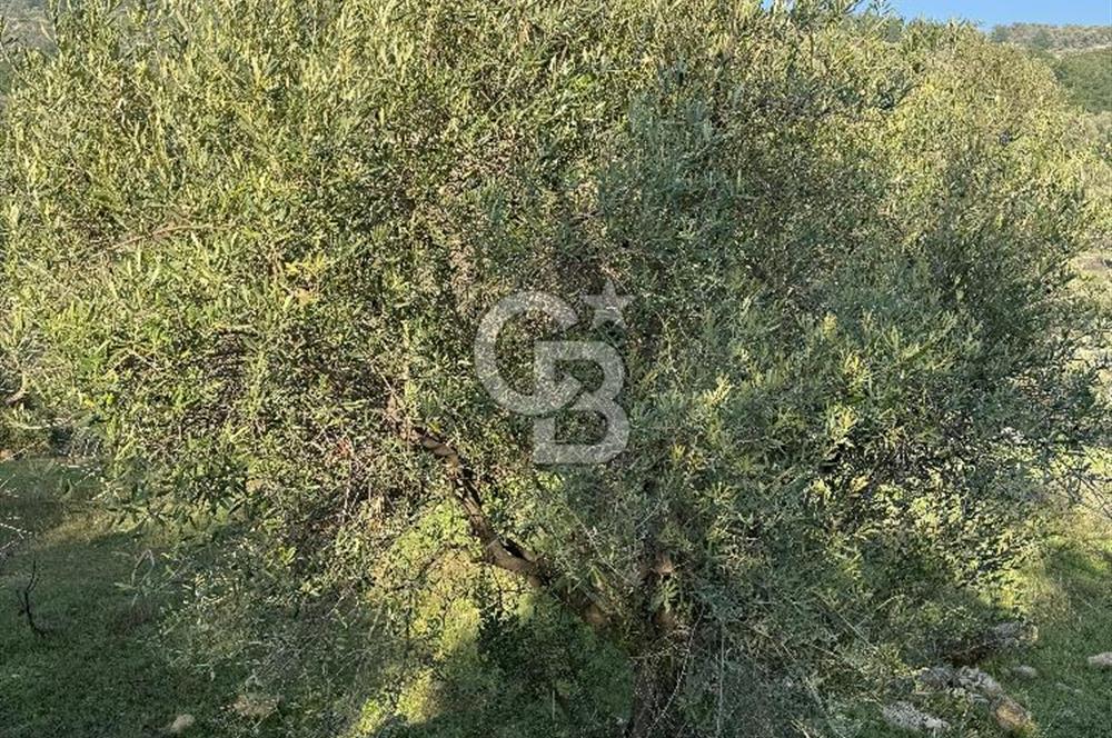Karaburun Eğlenhoca'da 9.428 m² Satılık Tarla