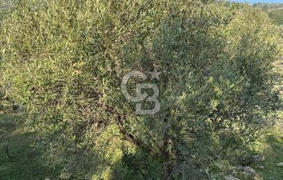 Karaburun Eğlenhoca'da 9.428 m² Satılık Tarla