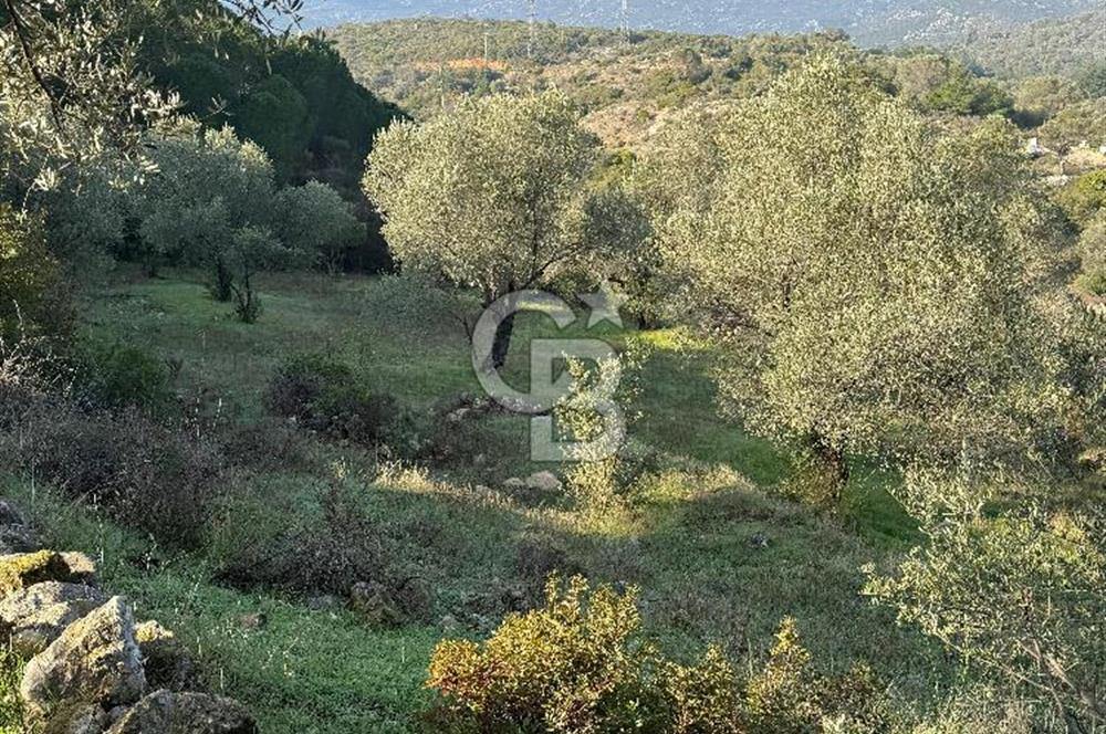Karaburun Eğlenhoca'da 9.428 m² Satılık Tarla