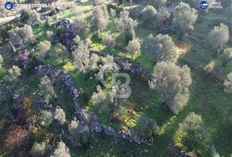 Karaburun Eğlenhoca'da 9.428 m² Satılık Tarla