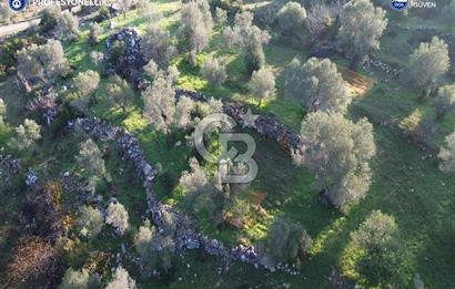 Karaburun Eğlenhoca'da 9.428 m² Satılık Tarla