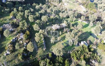 Karaburun Eğlenhoca'da 9.428 m² Satılık Tarla