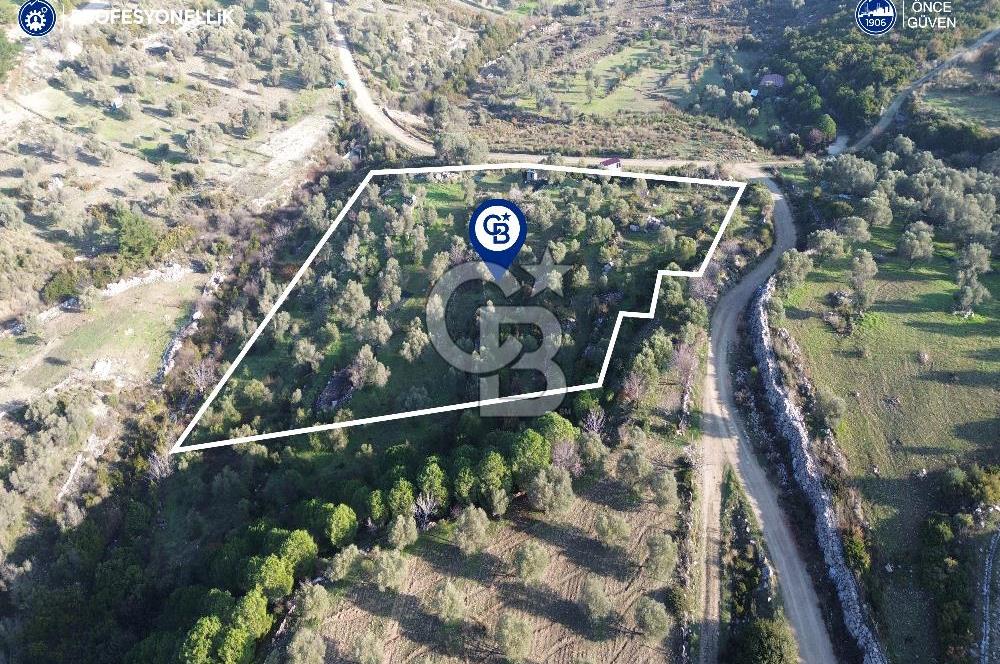 Karaburun Eğlenhoca'da 9.428 m² Satılık Tarla