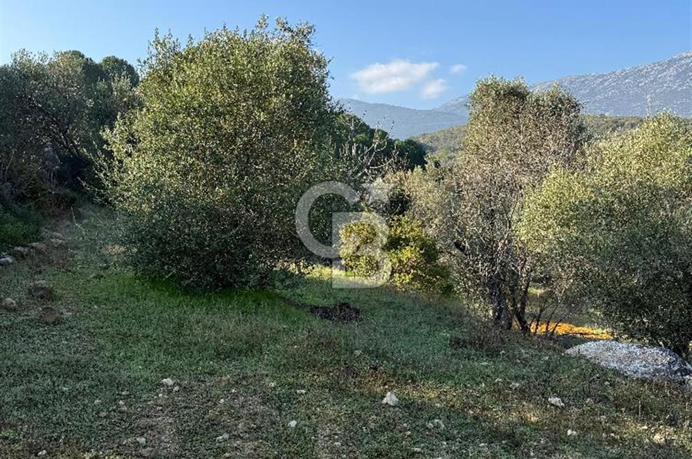 Karaburun Eğlenhoca'da 9.428 m² Satılık Tarla