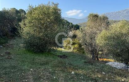 Karaburun Eğlenhoca'da 9.428 m² Satılık Tarla
