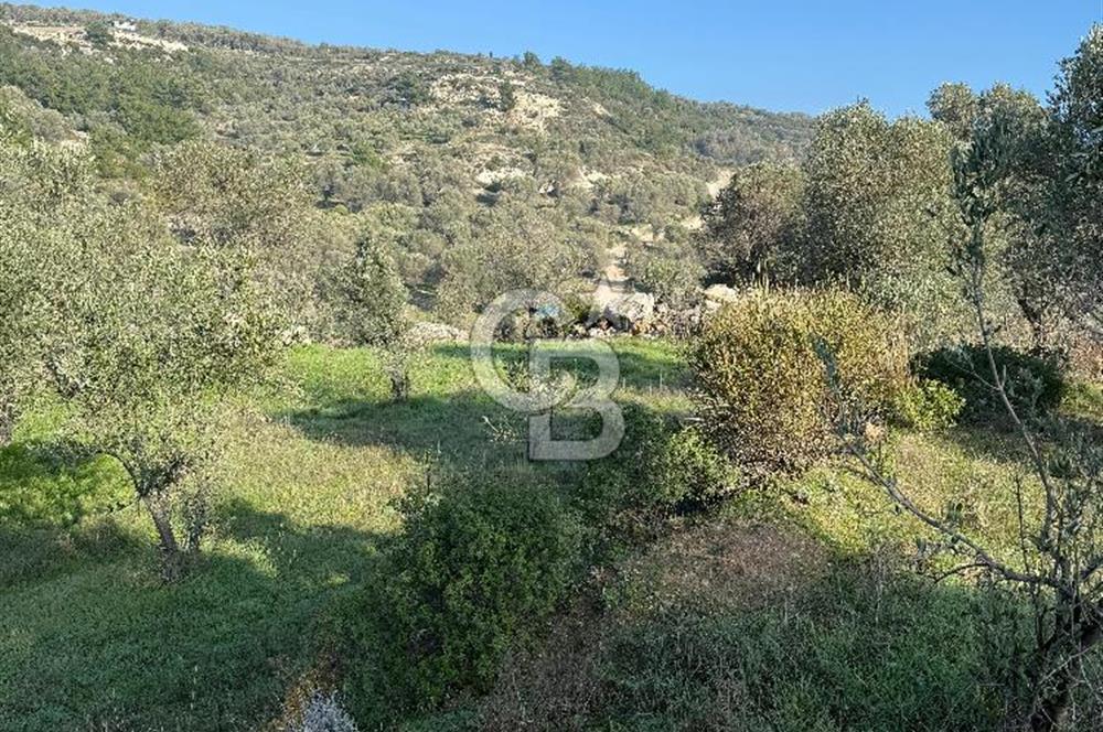Karaburun Eğlenhoca'da 9.428 m² Satılık Tarla