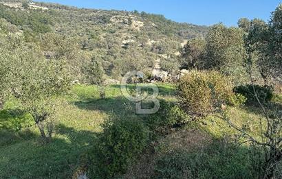 Karaburun Eğlenhoca'da 9.428 m² Satılık Tarla