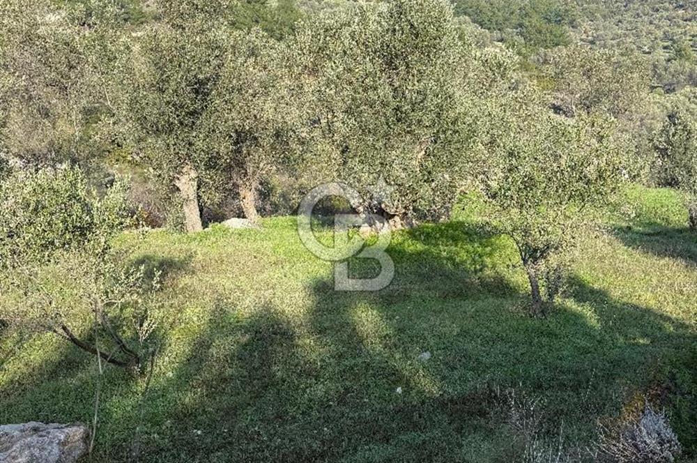 Karaburun Eğlenhoca'da 9.428 m² Satılık Tarla